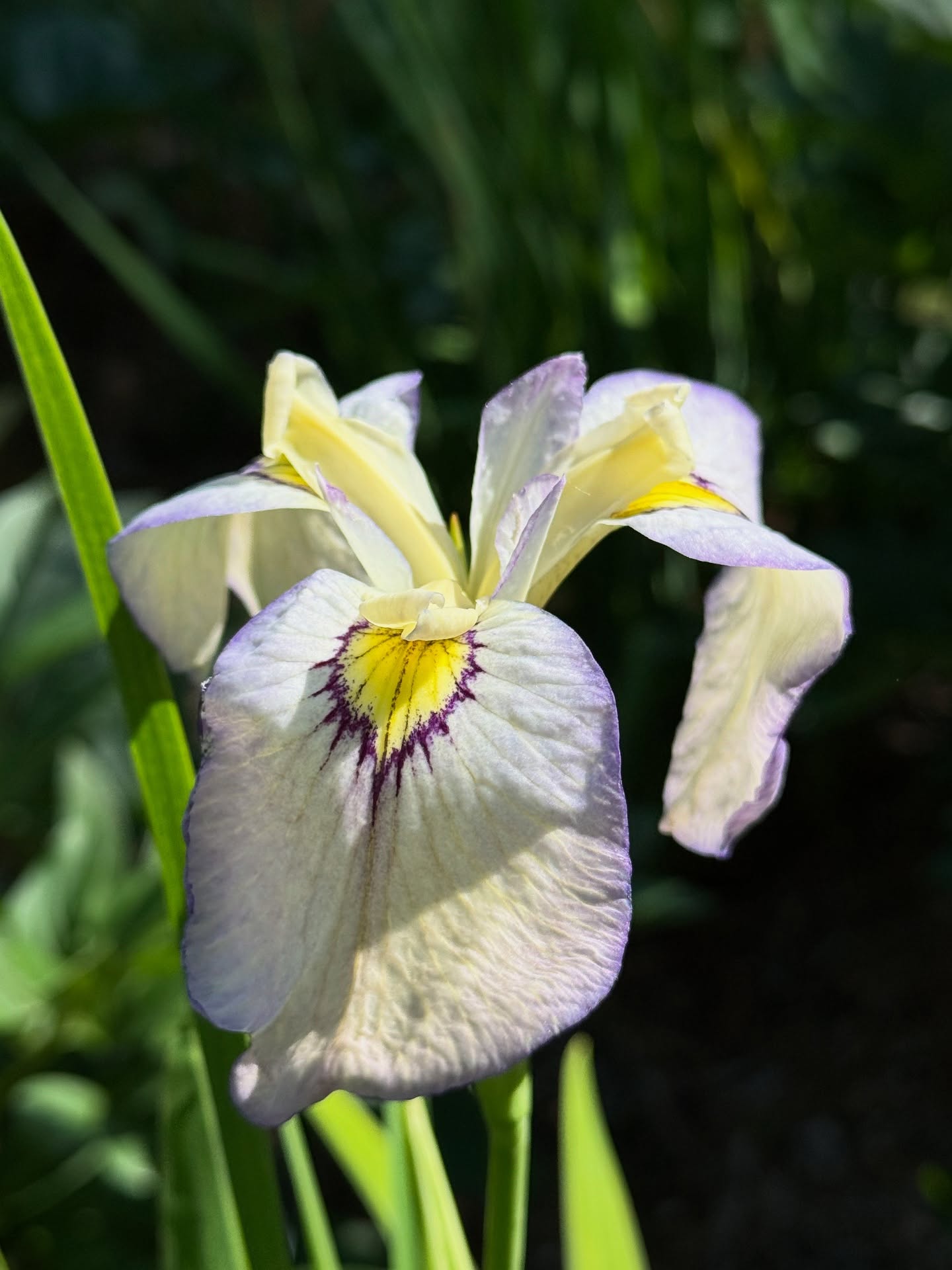 Iris x pseudata 'Tsukiyono' gracing the garden. 
.
.
Curious about these new hybrids between the Japanese and yellow flag irises? Stop by the blog to learn more.
.
.
CountryHomeAndBlooms.com
.
.
#iris #irispseudata #perennials #irisflower #blooooms #mygardenthismonth #beautifulflower #canadiangardening #finegardening #inmygarden #gardenblog #gardening #newplants #japaneseiris