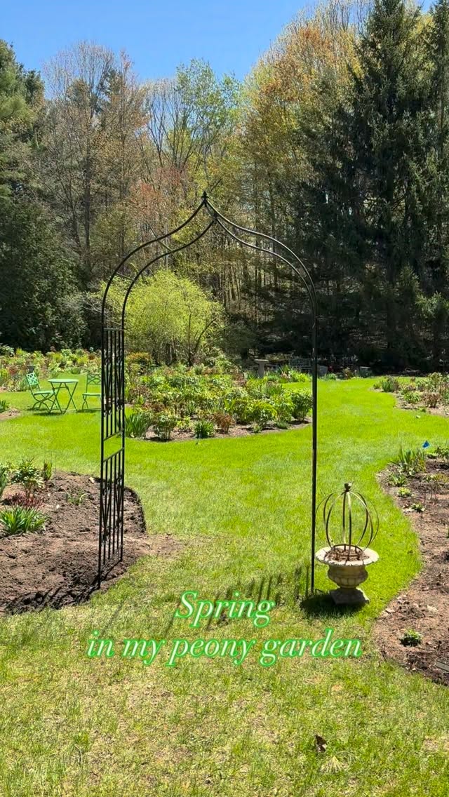The garden is in full spring. 
Soon, flowers.🌸
.
.
#springgarden #peonygarden #peonies #peonylove #canadiangardening
