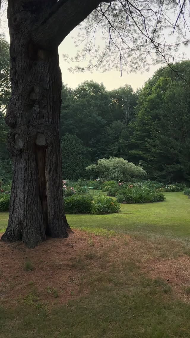 Lilies in July.
.
.
#lilies #lilium #houseandgarden #cottagegardenflowers #canadiangardening