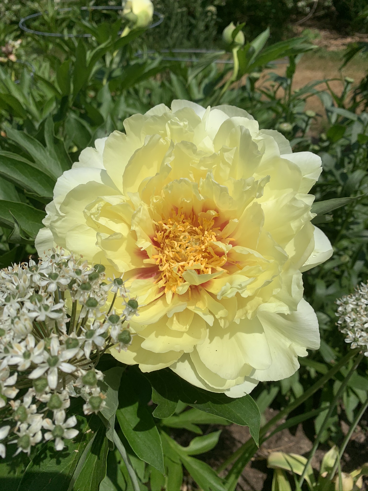 Peony season - Country Home & Blooms