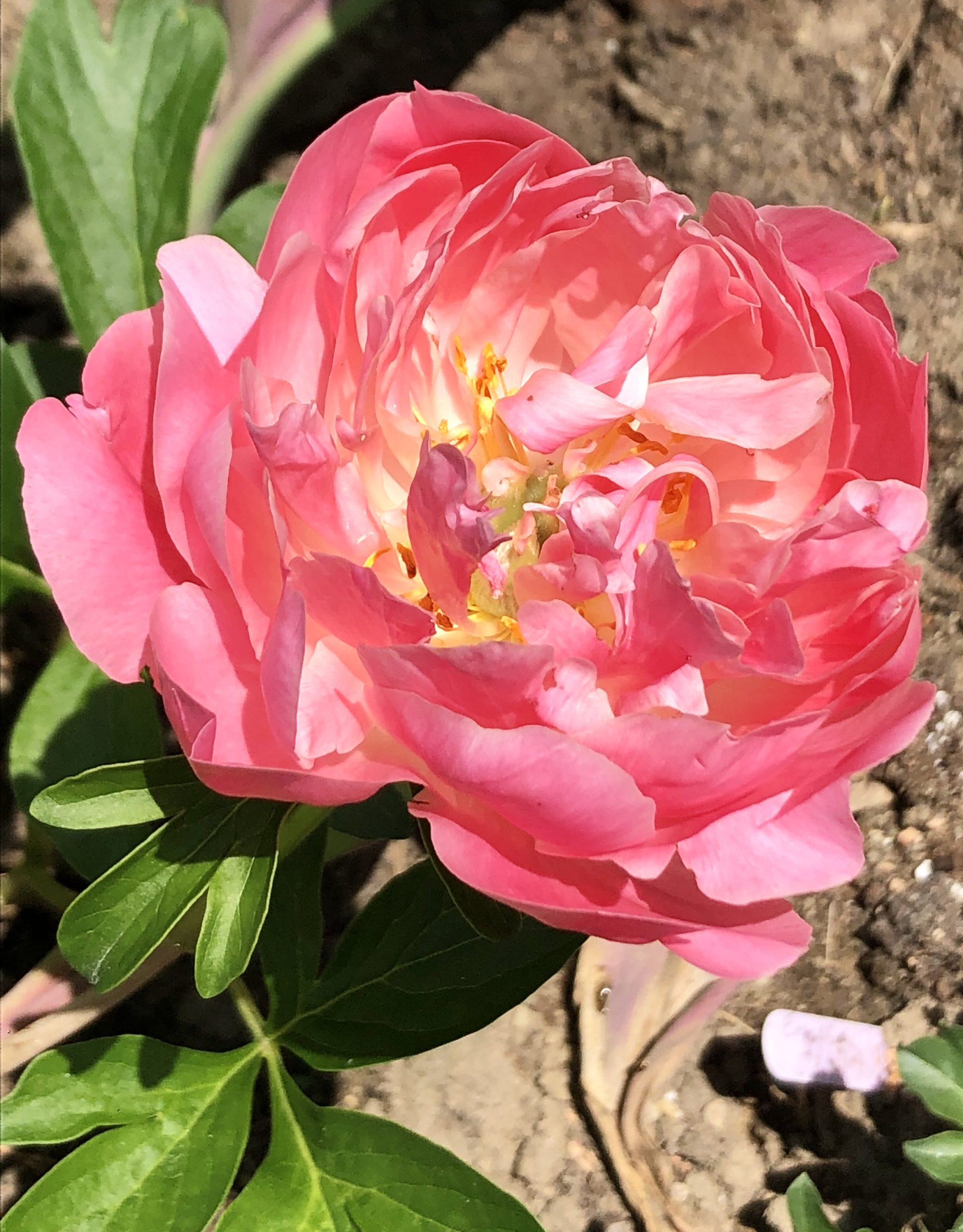 Peony season Country Home & Blooms