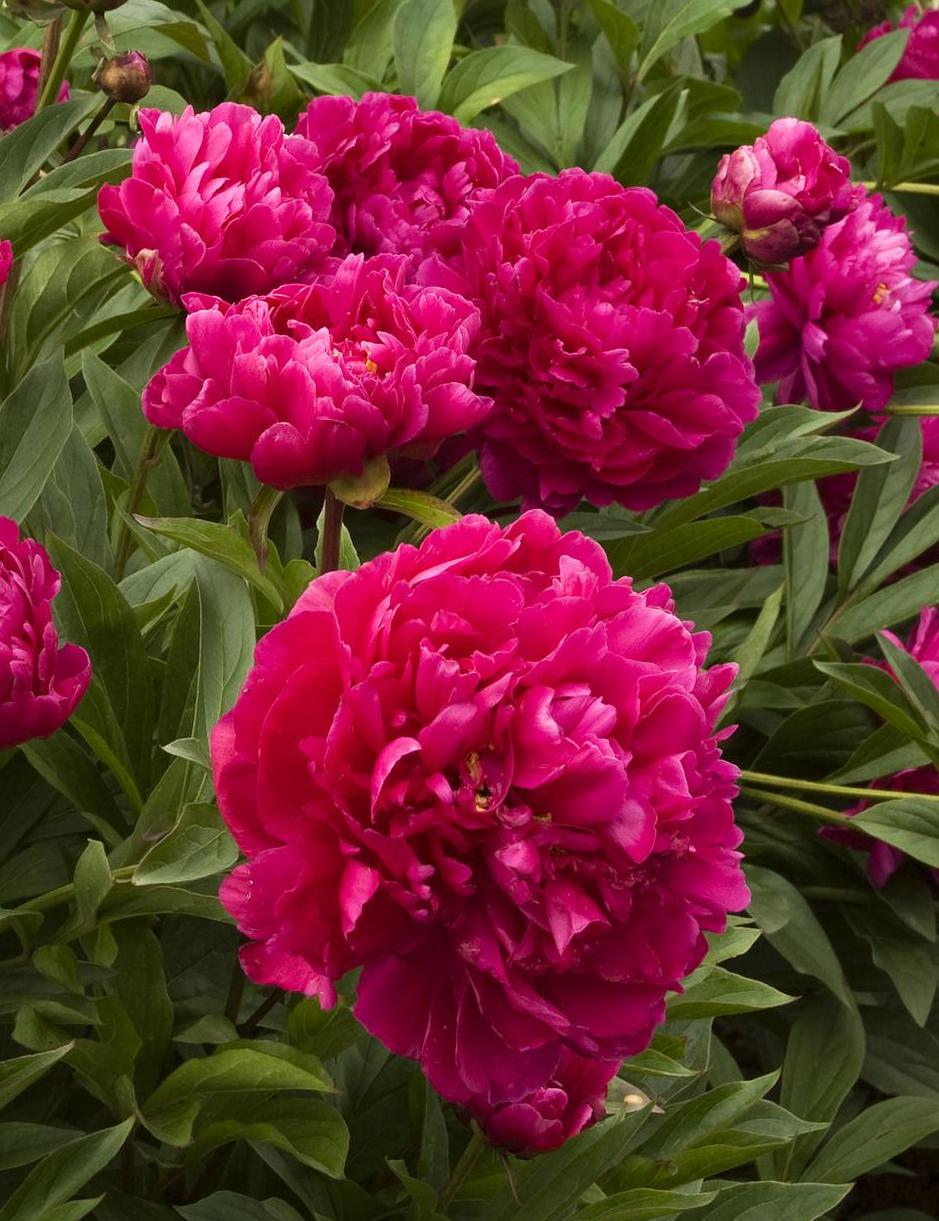 Peony season - Country Home & Blooms