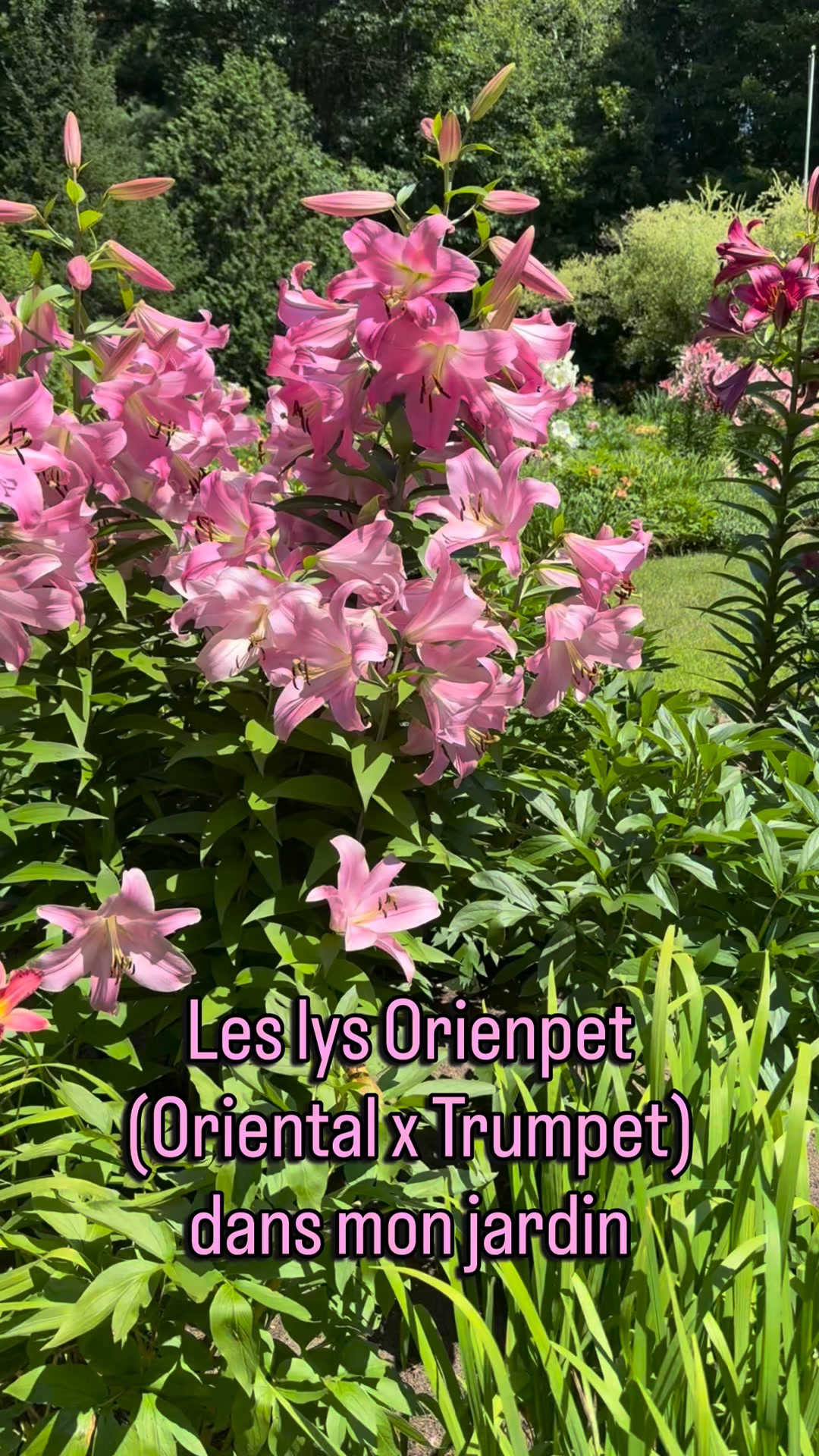 Les lys orienpet : impressionnants et parfumés.