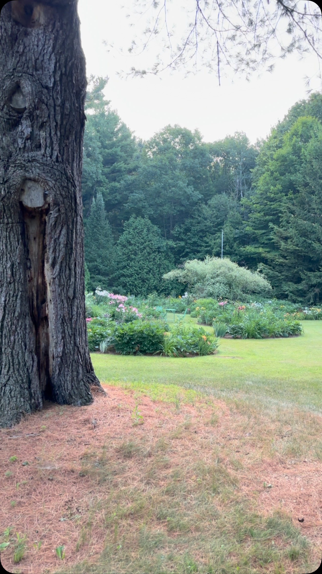 The garden before sunrise🌅
.
.
.
#cottagegarden #cottagegardens #cottagegardenflowers #lilies #mygardenflowers #canadiangardening #finegardening #mycountryhome #houseandgarden #countrygarden #secretgardens #blooooms #julygarden #beautifulgarden #dreamgarden