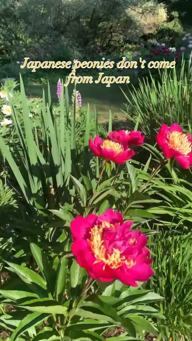 Japanese peonies aren’t about origin, they’re about transformation. 🌸 
More on the blog 🌸 Link in bio.
.
.
#peonies #peonylove #peoniesaremyfavorite