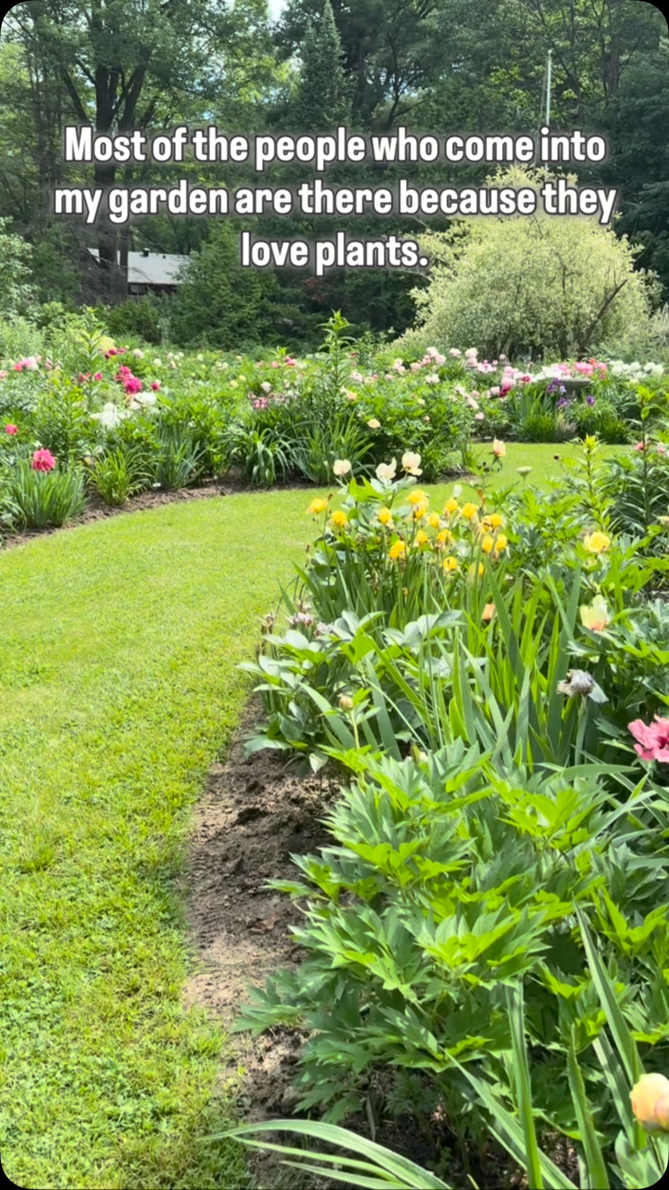 Do you have trespassers in your garden? .
.
Read about mine on my blog. 
.
#mygardenlife #peonygarden #peonylove #peonies #cottagegarden