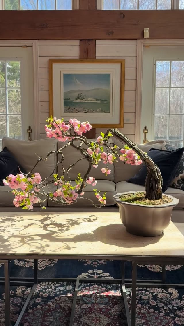 Top of my favourites, and it’s easy to see why… 🌸
This semi-cascade flowering almond (Prunus triloba ‘Atriplex’) by @davideasterbrookbonsai drapes itself in clouds of double pink blooms, somewhere between cotton candy and a spring daydream. Light, fleeting, and completely enchanting.
.
Clouds or cotton candy… what do you see?
.
.
#floweringbonsai #davideasterbrookbonsai #houseandgarden #somethingbeautiful #bonsaitree 
.
.