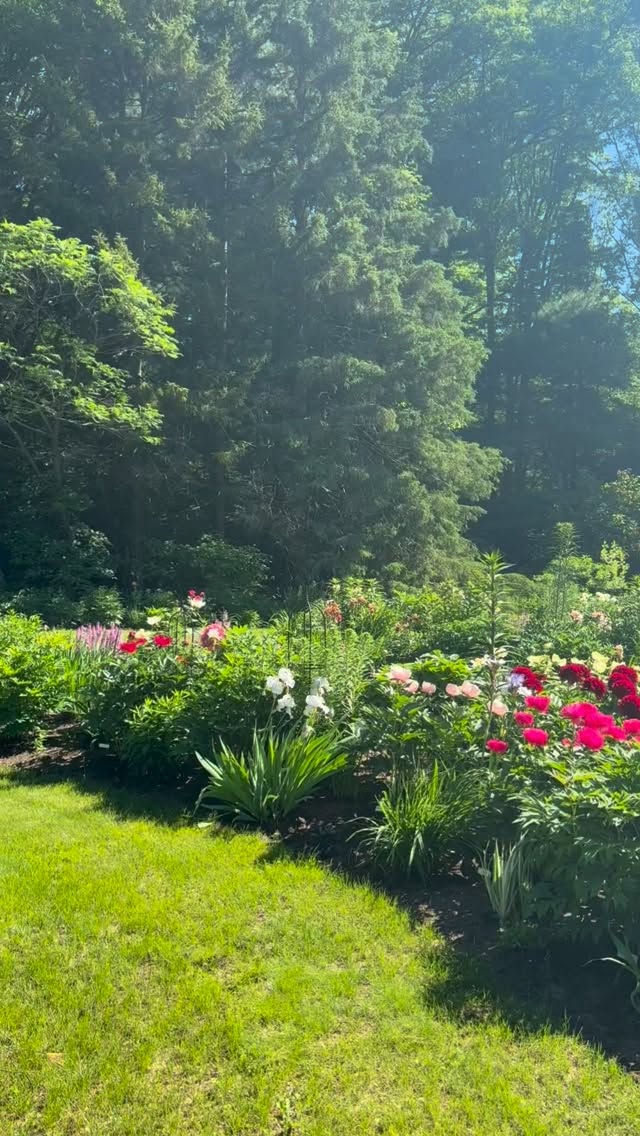 A glimpse of my peony garden on June 5. How would you describe its style?

I’ve been thinking about this and how best to describe it. Is it a cottage garden? An English-style garden? Or something of its own? I explore this question in today’s post on my Country Home and Blooms blog. Link in my bio.