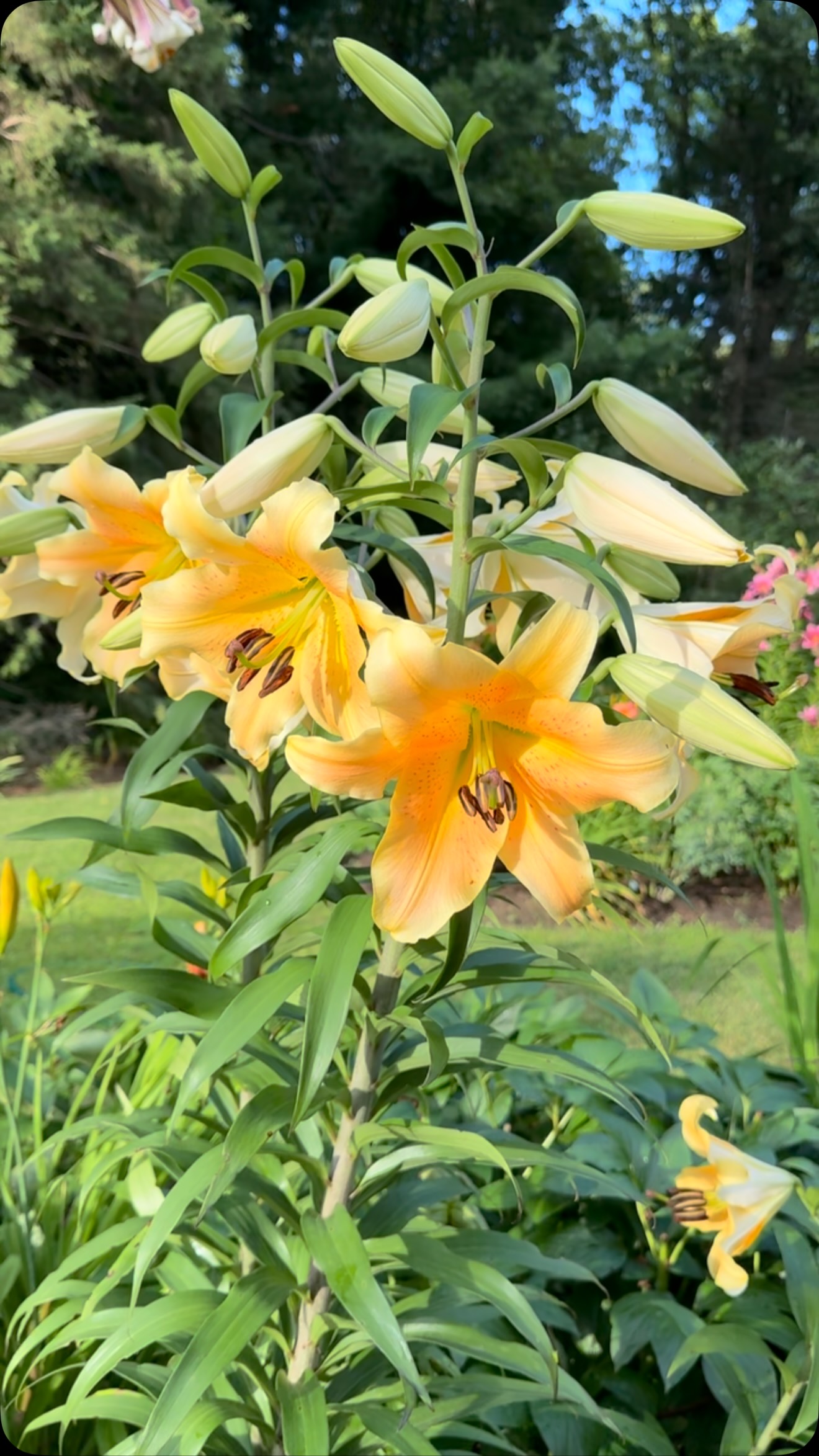 More lilies.
.
.
#cottagegardenflowers #lilium #lilies #lilyseason #julygarden #lys #flowersinbloom #countrygarden #finegardening #canadiangardening #cottagegardens #dreamgarden #gardenispiration #gardencolors #colorfulflowers #orienpetlily #asiaticlilies