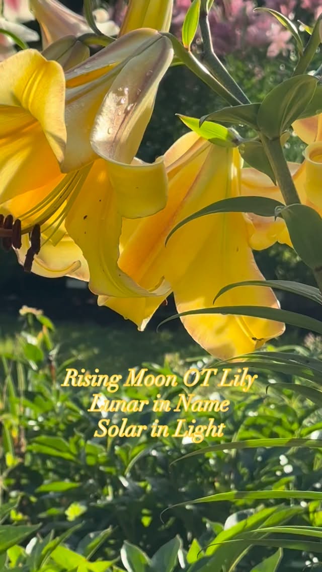 OT lily 'Rising Moon' in its full golden moment🌙
.
#lilies #lilium #liliesofinstagram