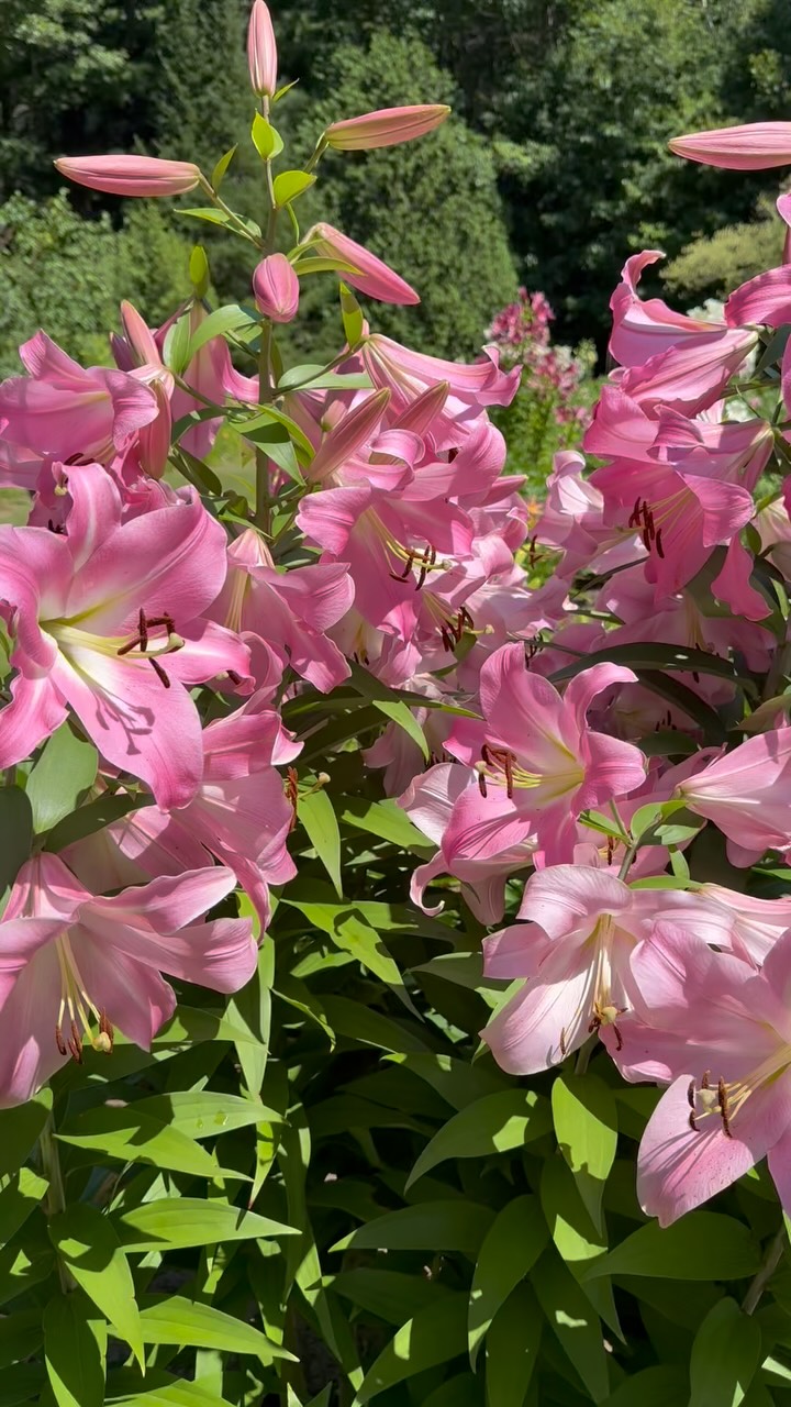 Orienpet lilies: Wishing you could enjoy their fragrance as much as their beauty.🌸
.
.
.
#lilies #lily #lilyseason #lilyseasoncontinues #orienpetlily #tabledance #houseandgarden #beautifulgarden #blooooms #mygardenthismonth #summerflowers #pinklilies #cottagegardenflowers #cottagegarden #englishgarden #canadiangardening #finegardening #fragrantflowers #summergarden