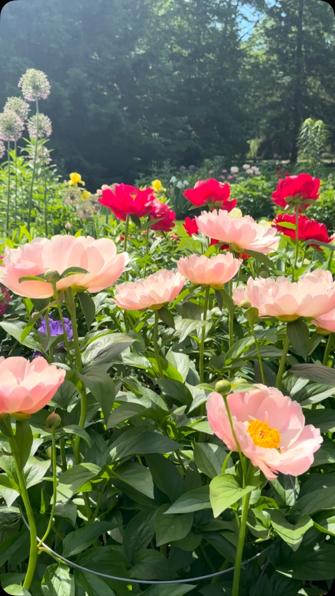 My peony paradise.🌸
.
June 2026.
.
#peonylove #cottagegarden #peonies #pivoines #beautifulblooms