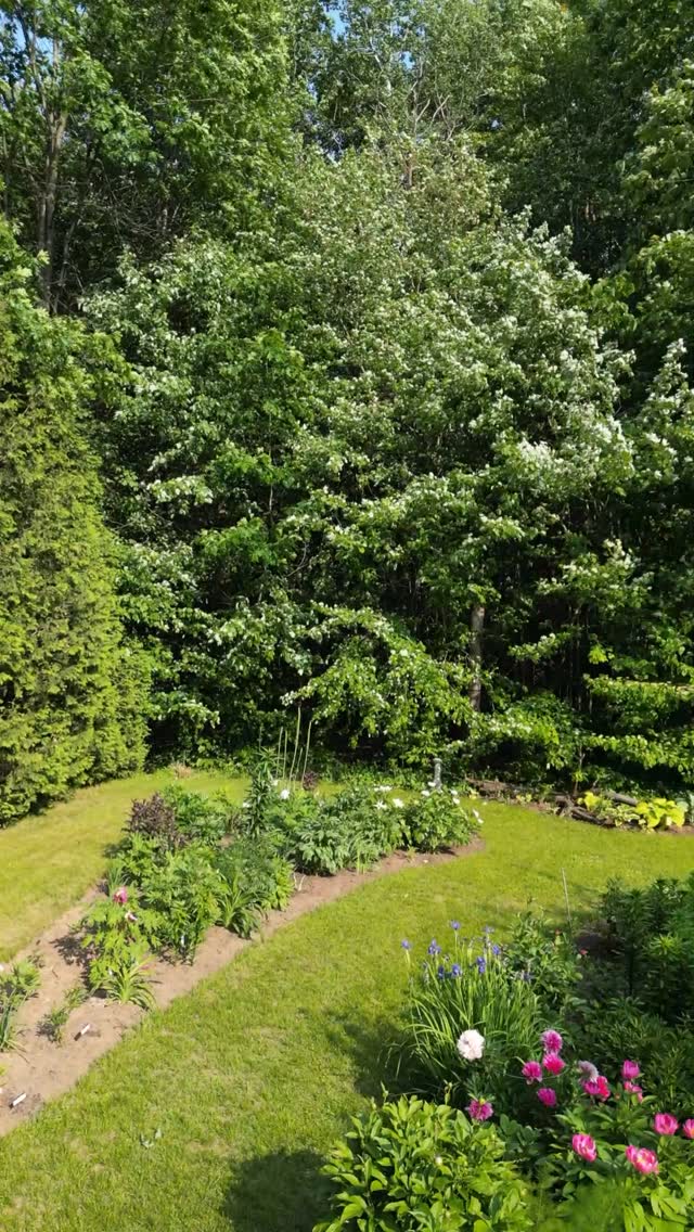 Revisiting the peony garden from last June—moments I wish I could step back into. Hard to believe it now sleeps under a blanket of snow.
.
.
Thanks @carlosrmartinez24 
#peonygarden #peonies #beautifulgardens #cottagegarden #cottagegardenflowers #englishgarden #collectorsgarden #canadiangardening #backyardgarden #finegardening #homeandgarden #gardening #gardendesignideas