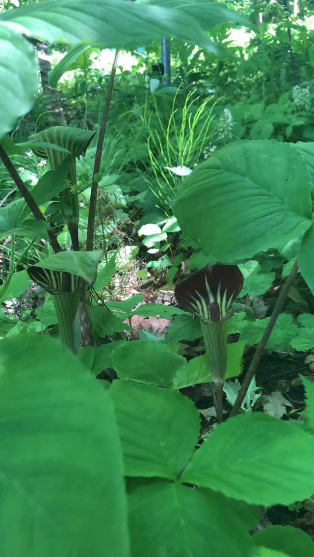 A quiet kind of magic lives in the understory. 🌿
Jack-in-the-pulpit isn’t flashy, but it doesn’t need to be. With its hooded spathe and hidden spadix, it feels more like a secret than a flower.

This native woodland gem thrives in shade, emerging in spring with a presence that’s both curious and mysterious. The kind of plant you don’t just see… you notice.

My latest blog explores the mystique behInd it.💚
Have you ever spotted one in the wild?💚
.
.
#nativeplants #arisaema #jackinthepulpit