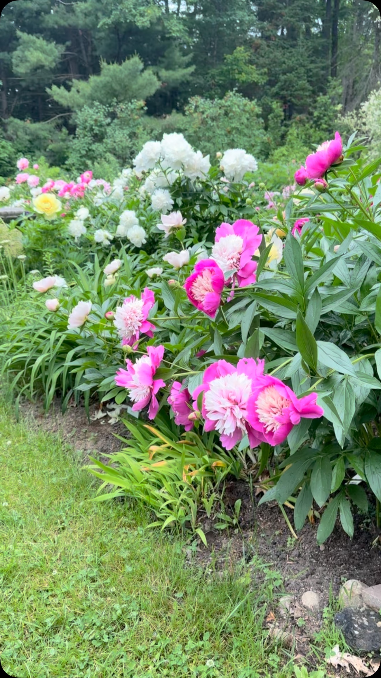My peony garden🌸
.
.
.
#peonies #peonylove #peonygarden #peony #peonyheaven #cottagegardenflowers #cottagegarden #peonylover #pivoines #mygardenthismonth #finegardening #canadiangardening #houseandgarden #paeonia