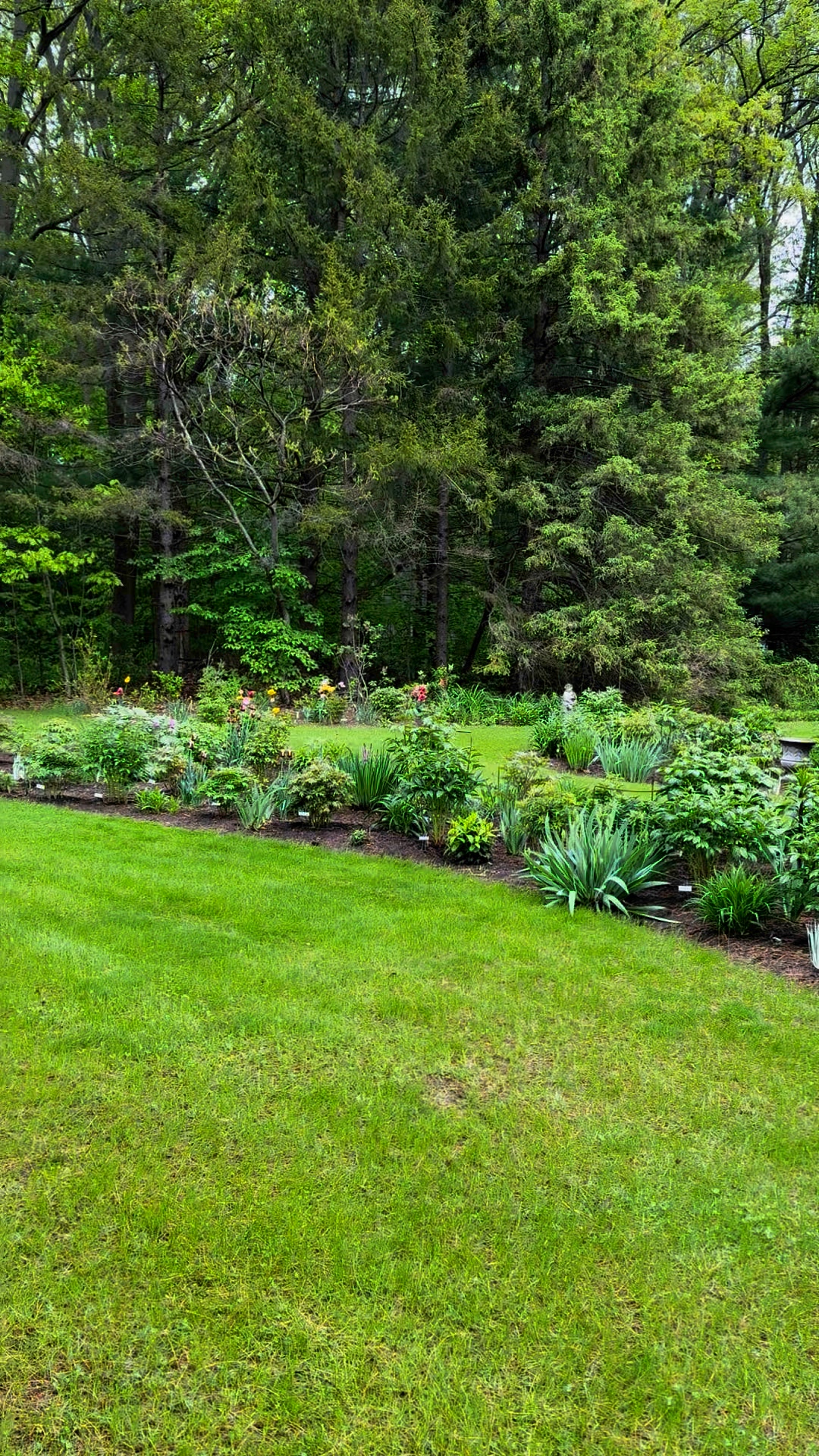 The peony garden today. / Le jardin de pivoines aujourd'hui. Il pleut encore. Mais tout est très vert.  #peonies#peonygarden#pivoines#cottagegarden