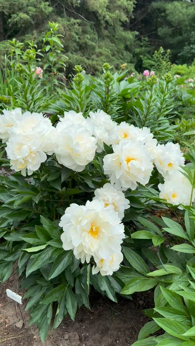 Soft petals. Strong presence. 'Gardenia' peony. 
.
#peonylove #peonies #peoniesaremyfavorite