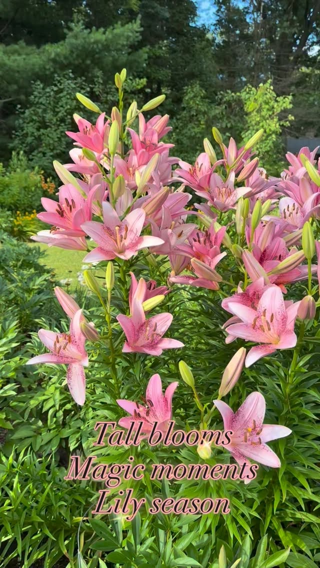 Lily season has its own magic.🌸
.
More on the blog.💗
.
.
#mygardenflowers #lilies #cottagegardenflowers