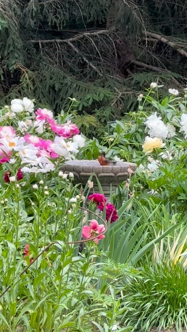 For moments like these.
.
.
#birdbath #robinbird #peonylove