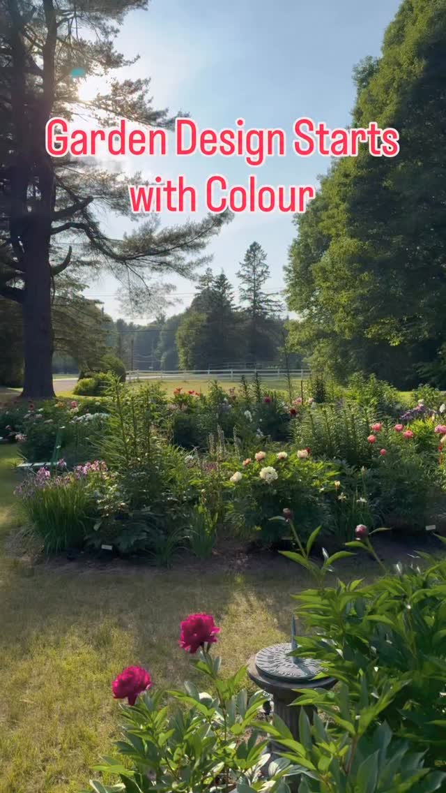 Colour shapes emotion in the garden. 💓
Warm tones invite energy. Cool tones create calm. And it's all about a sense of beauty. 🌸🌿
.
.
In my latest blog post, I explore colour theory and the colour wheel through the lens of my own garden, and how different colour relationships help create atmosphere, movement, and balance throughout the seasons.
.
.
#GardenDesign #ColorTheory #GardenInspiration #Perennials #Peonies