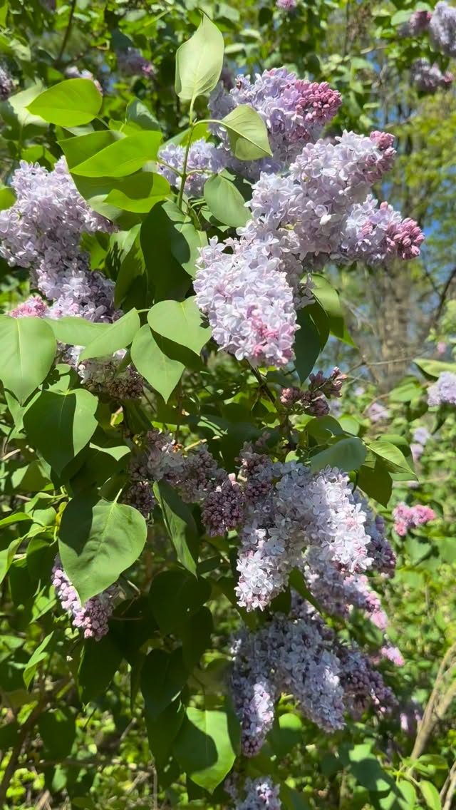 Lilac clouds and spring perfume 💜
.
.
#springgarden #lilacseason #canadiangardening #lilacs  #springblooms