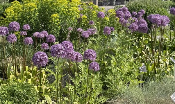 Ornamental alliums: Sculptural stars for the spring and summer